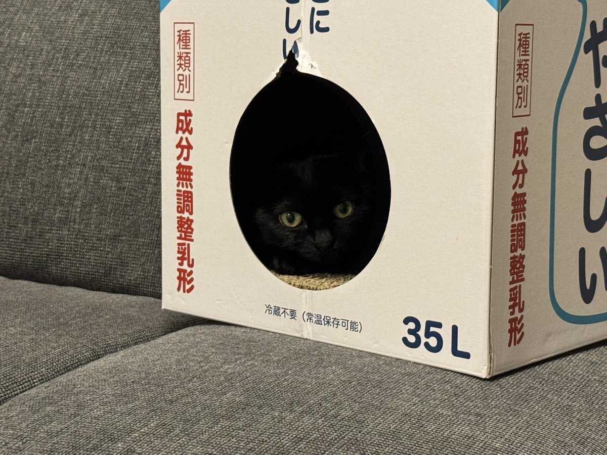 hanasatsu's tweet photo. さっちゃーん、そこにいたのね🥹

#黒猫
#猫好き https://t.co/CHXW1nfuYc