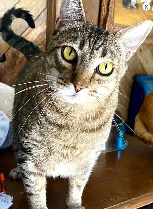 sachikoko's tweet photo. 🙏🏾PLEASE SHARE
💖Sweet, Confident 5YO Brown #Tabby Kitty "ROBIN"💖
📢Needs A Loving🏡#FureverHome🏡
▶https://t.co/5Rc5JccTdv
🙏🏽#Adopt #AdoptDontShop #AdoptMe
#Acampo, #CA #Lodi #SanJoaquinCounty
✅Cats✅Kids @AdoptRescueCats #Cats
#ForgottenSoulsHour #US #Cats https://t.co/CH0hoMKQRP