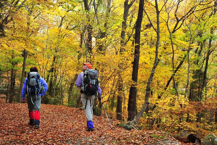 Go_Vishva's tweet photo. Forest Bloom Experiences: Explore Colorful Forests, Wildflowers, and Seasonal Nature Adventures

https://t.co/0zfIF6HjUr

#ForestBloomExperiences #ForestTourism #FlowerTourism #NatureTravel #EcoTourism #SeasonalTravel #BloomSeason #ForestAdventure #NatureLovers @Go_Vishva https://t.co/UsezFgN3mX
