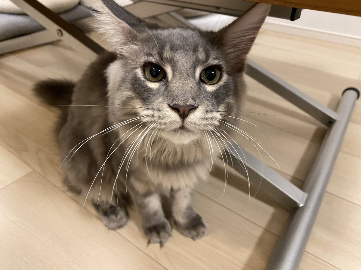 Midora0428's tweet photo. 今日で6ヶ月ベイビーのレイン
8/1で5ヶ月ベイビーだったフィロス

「今日の写真撮ってない！はい、目線くださーい」で急いで取ったので謎ポジにいる
#猫 #メインクーン #猫がいる生活 #cat https://t.co/xbOm0Xwl0z