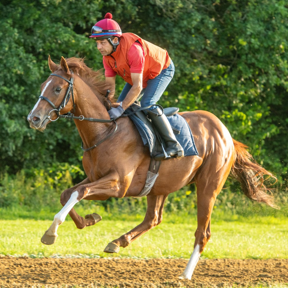 whatcomberacing's tweet photo. Demonstrate (Showcasing ex Margaret’s Mission) goes to Brighton for the JenningsBet Ladies Day Restricted Novice Stakes , due off at 3.13 pm today. He races over 7 furlongs with apprentice jockey Kaiya Fraser in the saddle. https://t.co/5Q1gOJYZZO