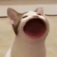 genius0ssr's tweet photo. 我们应该在bsc发送这个全世界闻名的meme
基于 2020 年爆红的 Popcat 啵啵猫 https://t.co/nKWA57I8BA