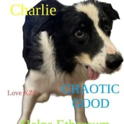 CryptoGirlAnna's tweet photo. Aped $CHARLIE Dog on RH , grab a bag and LFG  good x's here👍

https://t.co/Q9c418fMus https://t.co/Qt5Ne39B2p