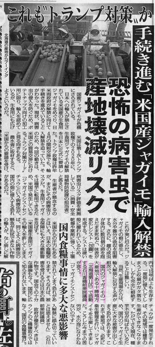 IshikawaKaori11's tweet photo. 本日の日刊ゲンダイに私のコメントが掲載されています。
各町村との意見交換の場では必ずと言っていいほど「何とかアメリカ産じゃがいもの輸入解禁は阻止してほしい」という話が出ます。
農水省は「早く輸入解禁せよ」とのアメリカの要求に対して抵抗しずっと踏ん張ってきました。それが崩れるのは農水省も本意ではないはずです。