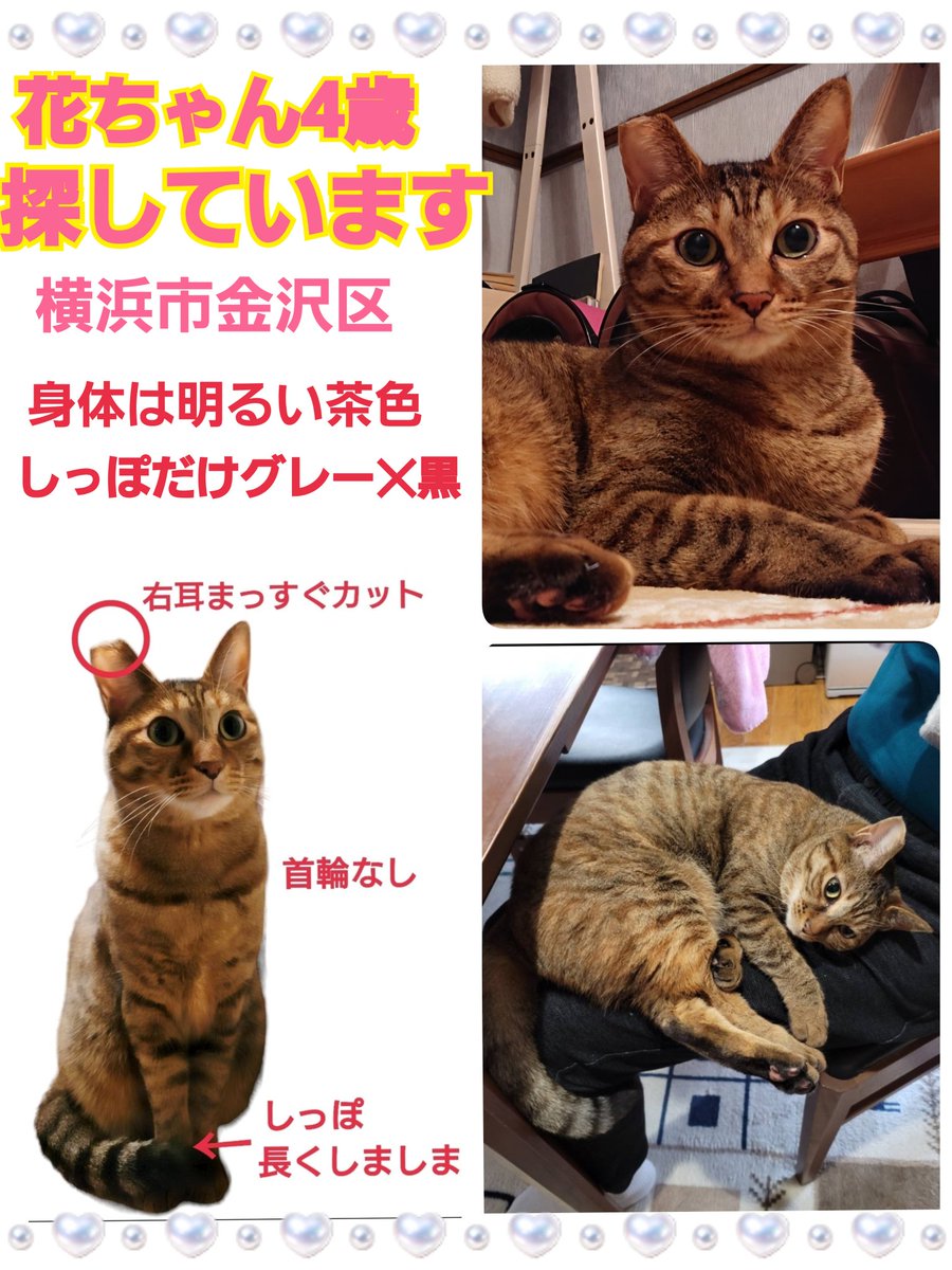 squirrelemi's tweet photo. 猫を探しています。花ちゃん4歳。明るい茶色、長い尻尾はグレー✕黒、右耳がまっすぐカット。2024年4月11日横浜市金沢区富岡東の自宅から私の不注意で外に出てしまい迷子のままです。花を保護してくださっているかたはいらっしゃいませんか。
#猫を探しています
#拡散希望
#リポストお願いします https://t.co/UCxVNtS1Zh
