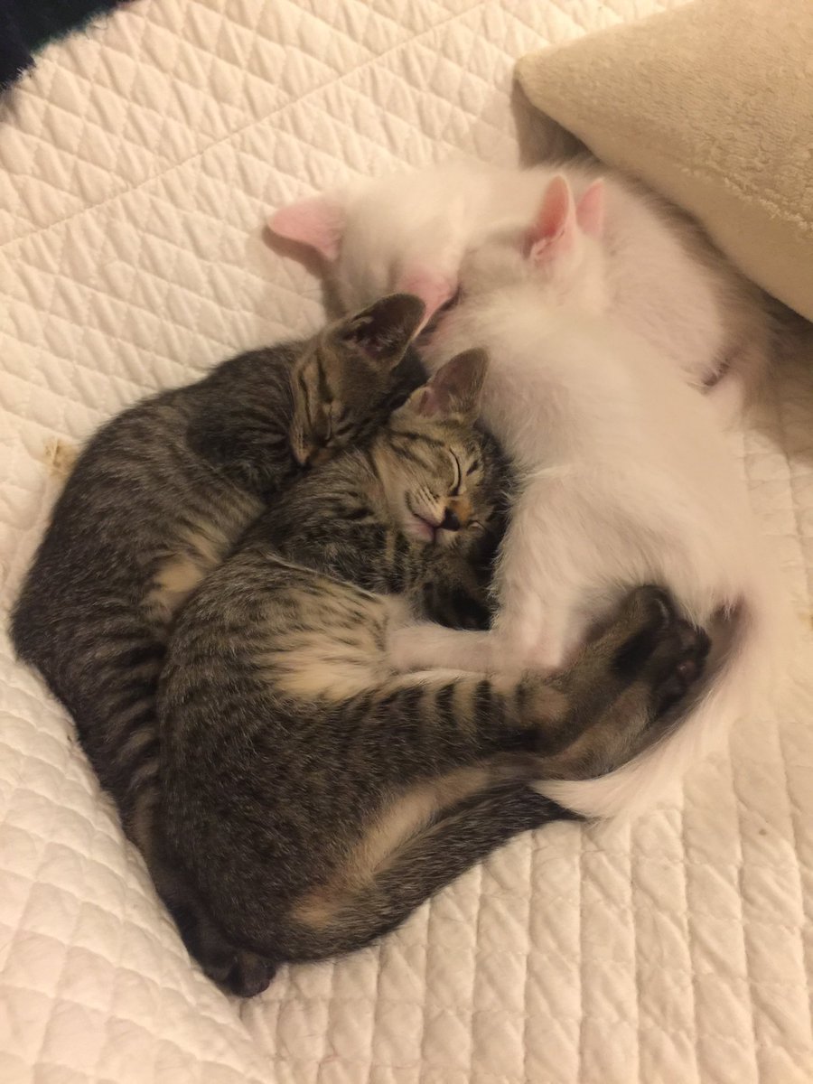 nekoiro_'s tweet photo. 仲良し 🐾🐾🐾🐾 https://t.co/tEwY6dQ4Zi
