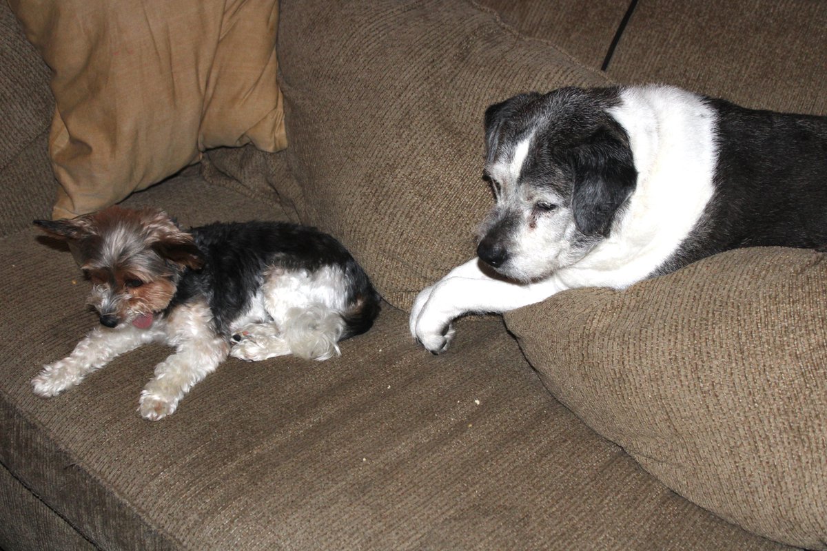 HermitsDaily's tweet photo. Cousin Razzy and Frank love their Sunday night Play Dates. #dog #dogs #canine #canines #spaday #doggiespaday #haircuts #nailtrims #baths #bathing #dogbath #dogbaths #furbaby #furbabies #roughcuts #mifflincounty #family #dogfamily #dogpack #dogpacks #dogpackfamily #mixedhound https://t.co/7HCdwZKTZf