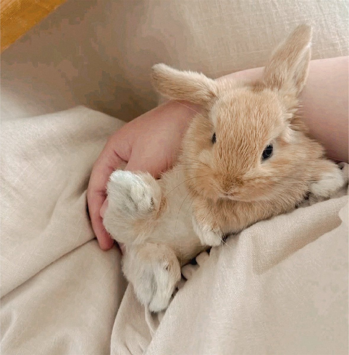 aminoahluv's tweet photo. our cute bunny🥺his smile is everything to me😭💕 https://t.co/9WJDOjR0aP
