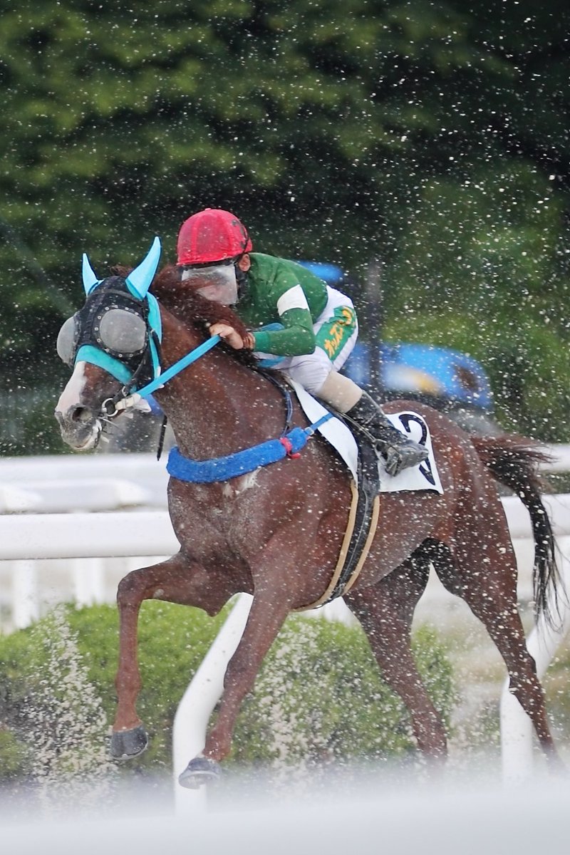 INONECO0706's tweet photo. 牝馬なら勝ち上がれなくても母親としての道がという考えもあるかもしれない。
だけどそんなに甘いものでもない。
ヴィオリーナと共に、私が初めて出資したフレーヴォは今も園田で走っている。
9歳になり100戦を超えた。

フレーヴォはあの無敗の三冠馬コントレイルの新馬戦の2着馬である。
ロマンチックな事を言うと、どこかの牧場で繁殖牝馬になりコントレイルとの子供を産んでほしい…と思うことがある。