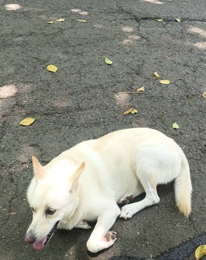 mkan347's tweet photo. 数日前に真っ黒になって散歩から帰ってきたから義母にシャンプーお願いして、きれいになった！
ジイにはシャンプーしたからブラッシングを念入りにしてと頼んだ！
ジイは🌰が相棒なんだけど、私が帰るとママとずっと一緒にいる！って🌰がなるとジイがイジける https://t.co/9vUfWJNV8C