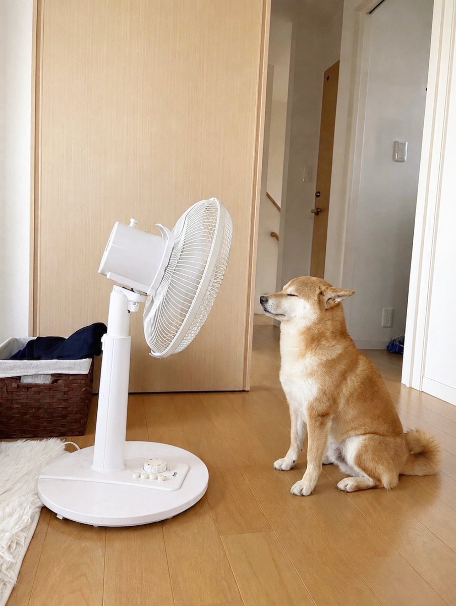 momonosekaiii's tweet photo. 犬、だいぶ夏を感じてるっぽい https://t.co/5pPk8kyw70