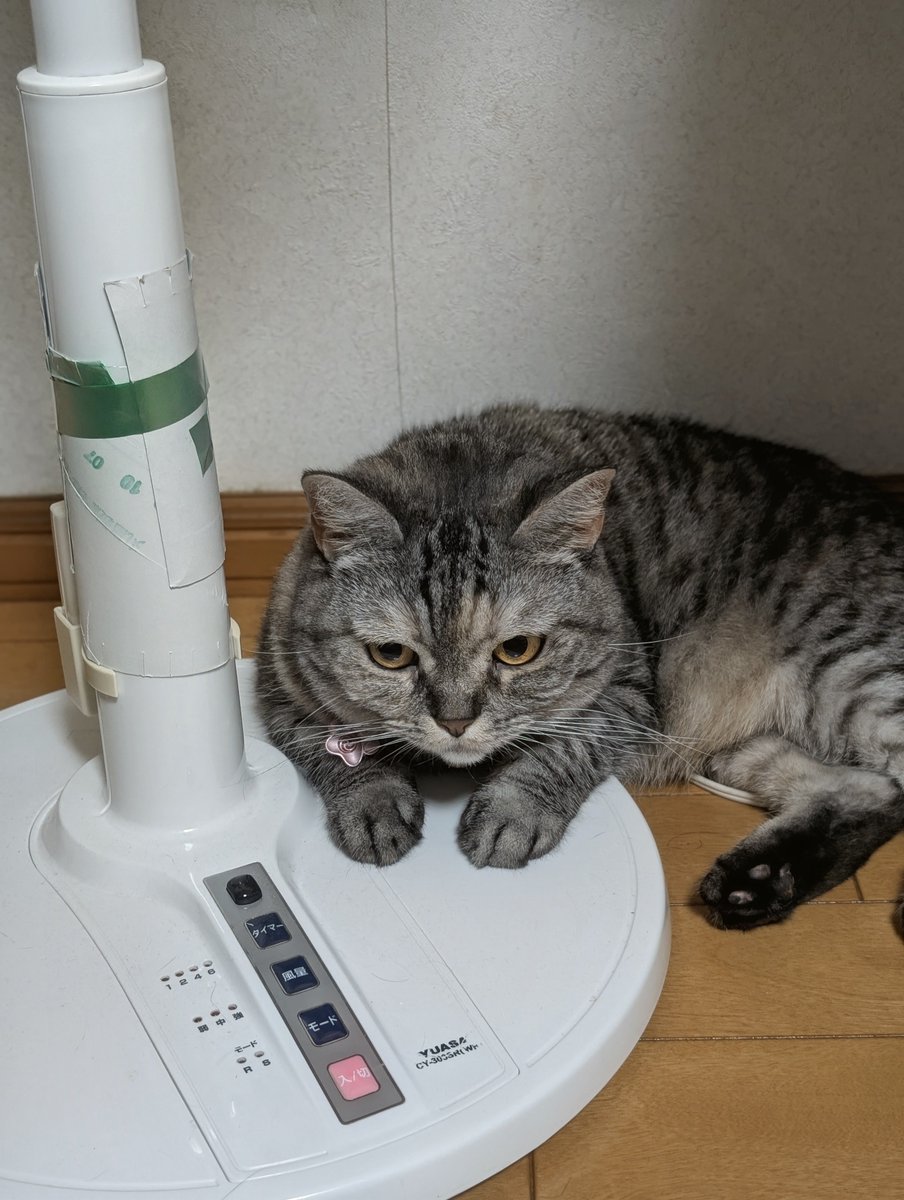 ねこさん ねこさん⚡(ΦωΦ) (@catnap707) / Posts / X