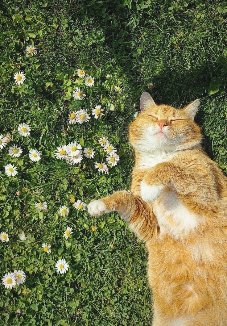 fikoefi's tweet photo. ~🌻🐱🤏✨ https://t.co/3lCDYeHm2A