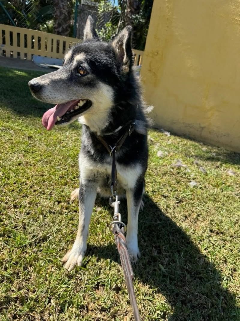 SosAbuelos1's tweet photo. #MÁLAGA
#SKY tiene 8 años. Fue recogida hace dos en Benalmádena y desde entonces lleva esperando en el centro.

Es algo selectiva con otros perros aunque ha convivido con ellos sin problemas!

Está en Alhaurín de la Torre 

Contacto: 648 00 18 62 https://t.co/WHuRXFuB7o
