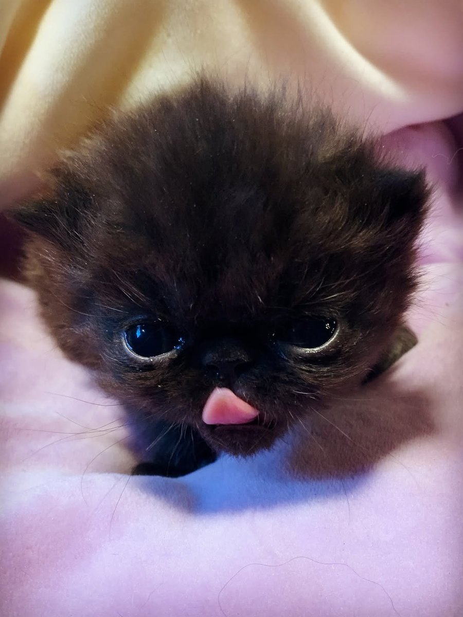 Catsillyness's tweet photo. "do u have a snack for me" https://t.co/suJgpRui1u