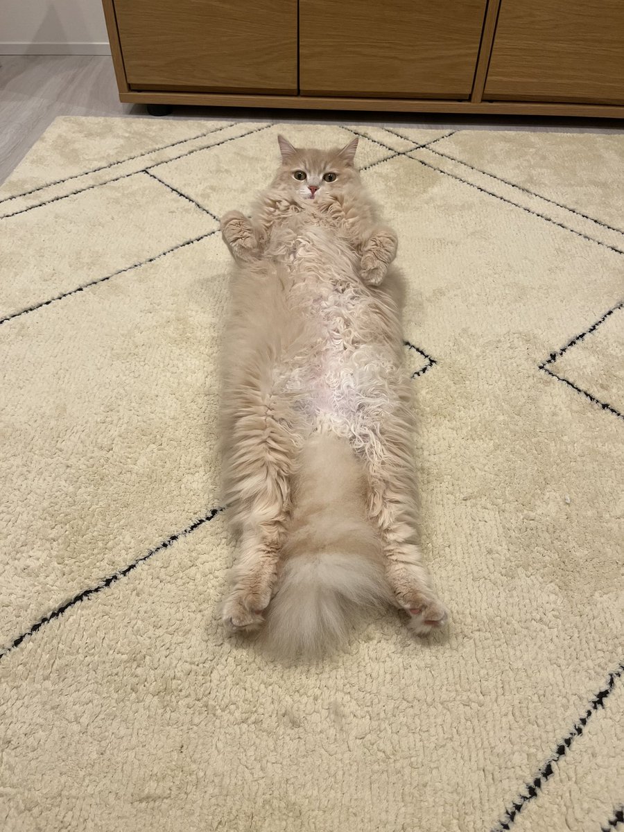 T1T0R9T's tweet photo. #SiMねこ盤 https://t.co/OXjBTzBWV5