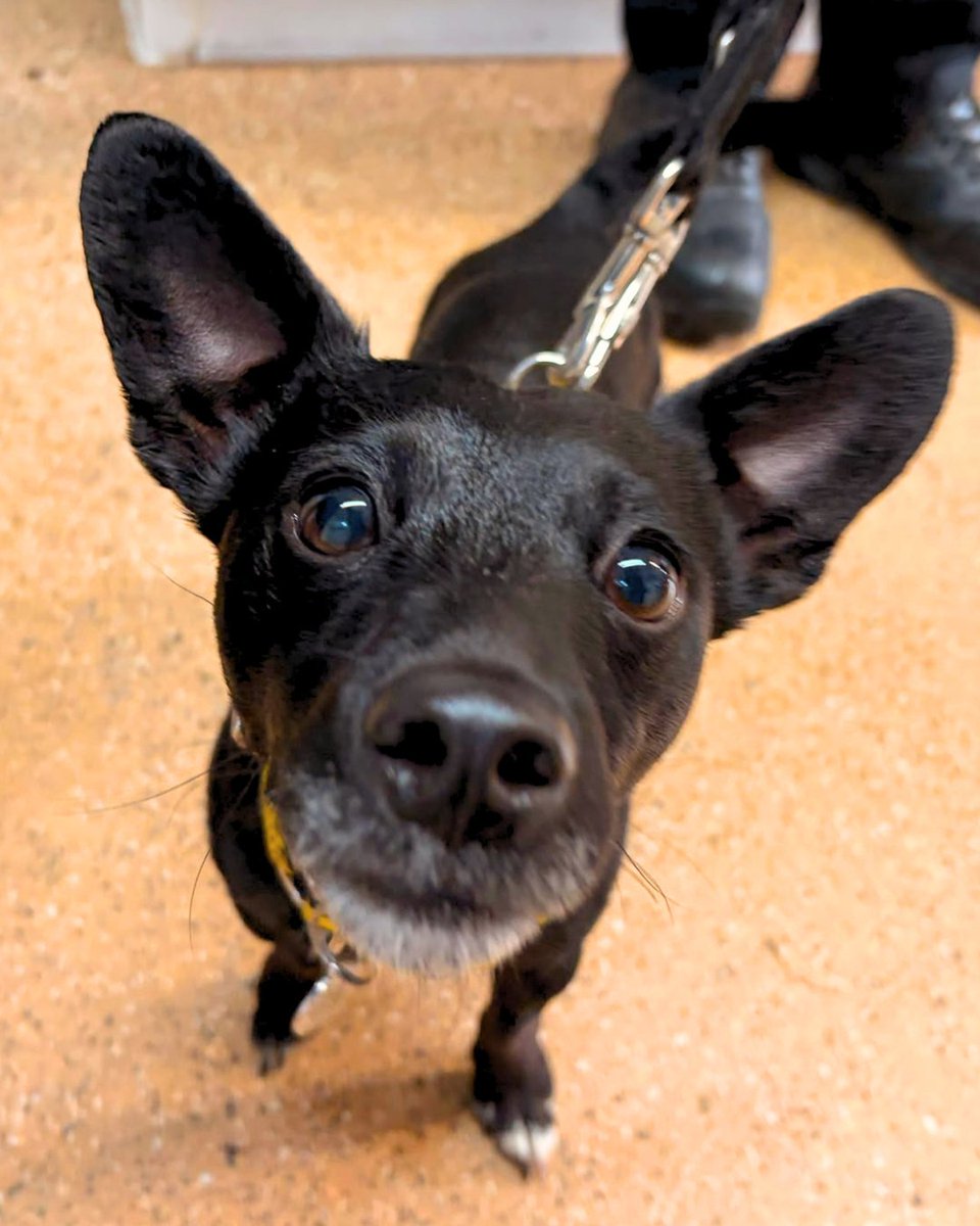 DT_WestCalder's tweet photo. Say hello to Finley🥺⭐

He's 90% ears and can the treat packet rustle from over a mile away🏃👂

This little pipsqueak is the pawfect in every way in our opinion! He is a snuggle bug who adores everyone he meets- if he sees an opportunity to curl up in your lap, best believe he's taking it!

Finley recently underwent a successful major hip surgery, but this means his exercise (and excitement!) levels need to be built up again slowly. Because of this, he is looking for a patient and calm home to support him in his recovery. Finley can be reactive to other dogs and this is something that new owners will need to work on once he has recovered. He is looking to be the only pet in the home and could live with children 16+.

Get int touch today to find out more about this little fella🤳🏡

@dogstrust
#adoptdontshop
#adogisforlife
#dogstrustwestcalder