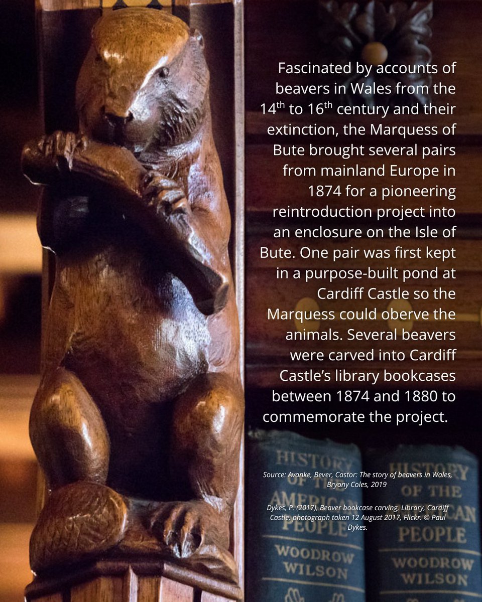 BeaverTrust's tweet photo. By contrast, there is no confirmed historical evidence of beavers in Ireland, probably because the island became separated from Britain before beavers could reach it during post-glacial recolonisation. 
5/6 https://t.co/GaLESq4A9c