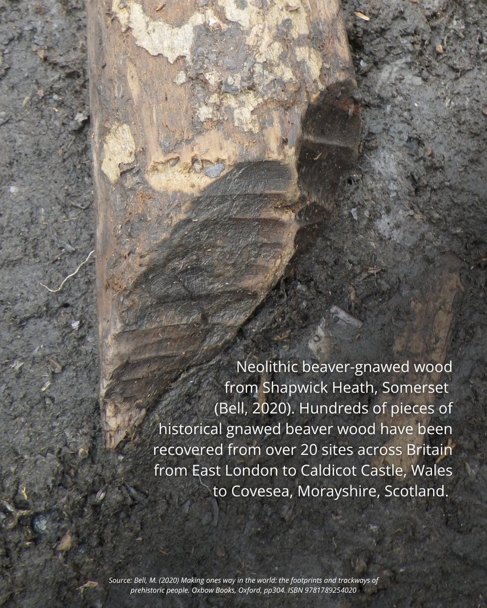 BeaverTrust's tweet photo. The evidence confirms that beaver restoration in England, Scotland and Wales is the return of a native species to its natural range, not the introduction of a new one.
Discover more about Britain’s beaver history 👇

https://t.co/l2sOFWHFSl
6/6 https://t.co/TWiDTgNJZd