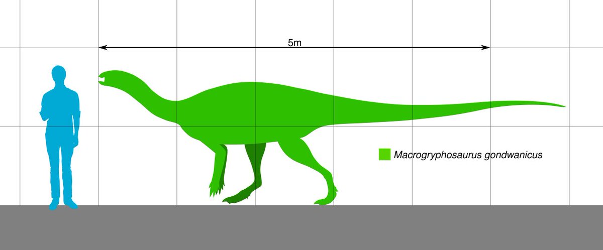 TM9380's tweet photo. Macrogryphosaurus, a 6 meter herbivore from South America. At this size it’s the largest known elasmarian and the biggest non iguanodontian ornithopod… https://t.co/SnCEBk1Anu
