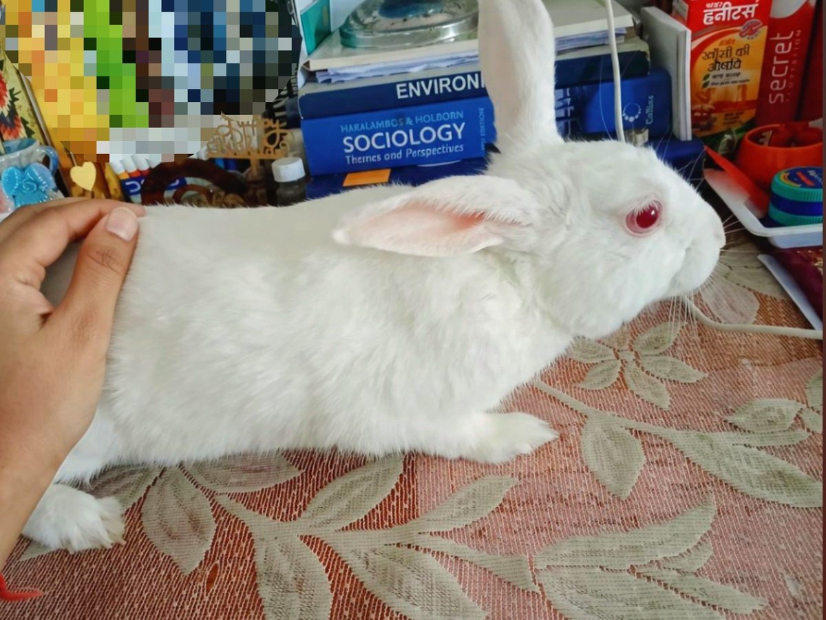 Sraj_0001's tweet photo. When u have bunny, there is no tension of being stressed, she is always there to pamper u n my bunno is so smart that she knows her name, she comes to me when i call her n knows even little english words too like come here, go inside, sit, eat..i can be a good mother🫠🥹❤️🧿 https://t.co/e6KrulxpCO