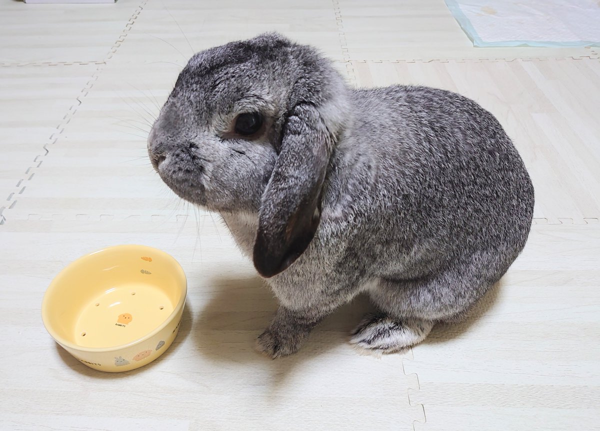 rabbit69269680's tweet photo. 毎日蒸し暑いけど、みんな元気か〜🐇🎶
夏は食欲が落ちるけど、ワイみたいにガッツリ食べてスタミナつけるんやで🍎🐇🎶 https://t.co/aduTxfeOw9