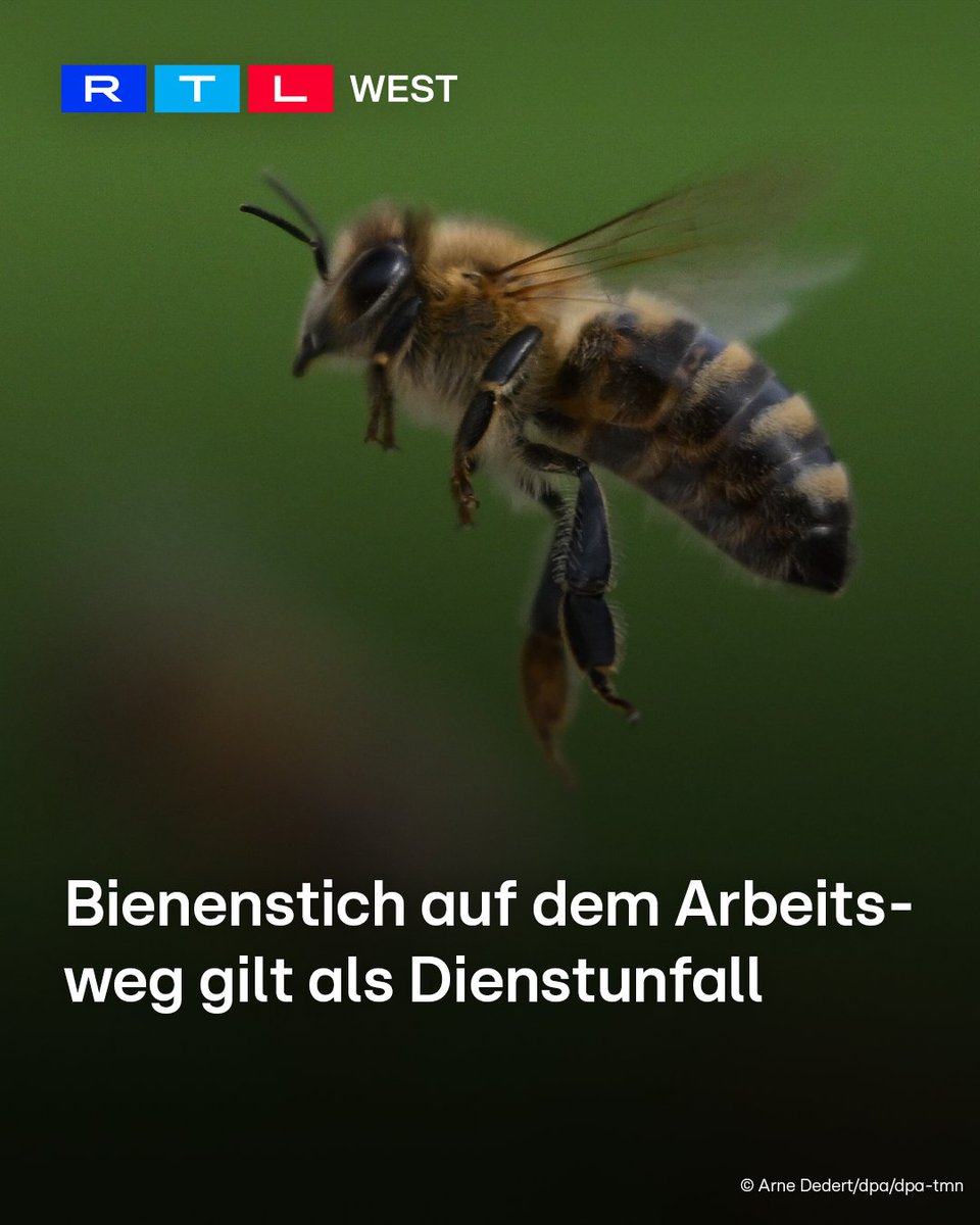 RTLWEST's tweet photo. Ein #Bienenstich auf dem Weg zur Arbeit kann für Beamte als #Dienstunfall anerkannt werden. Das hat das #Oberverwaltungsgericht Nordrhein-Westfalen entschieden. Geklagt hatte ein Beamter, der auf dem Weg zur Dienststelle mit dem Fahrrad von einer Biene gestochen worden war. Das Gericht erklärte, für den Versicherungsschutz ist egal, welches Verkehrsmittel genutzt wird. Auch das Risiko eines Insektenstichs auf dem Arbeitsweg fällt unter den #Dienstunfallschutz.