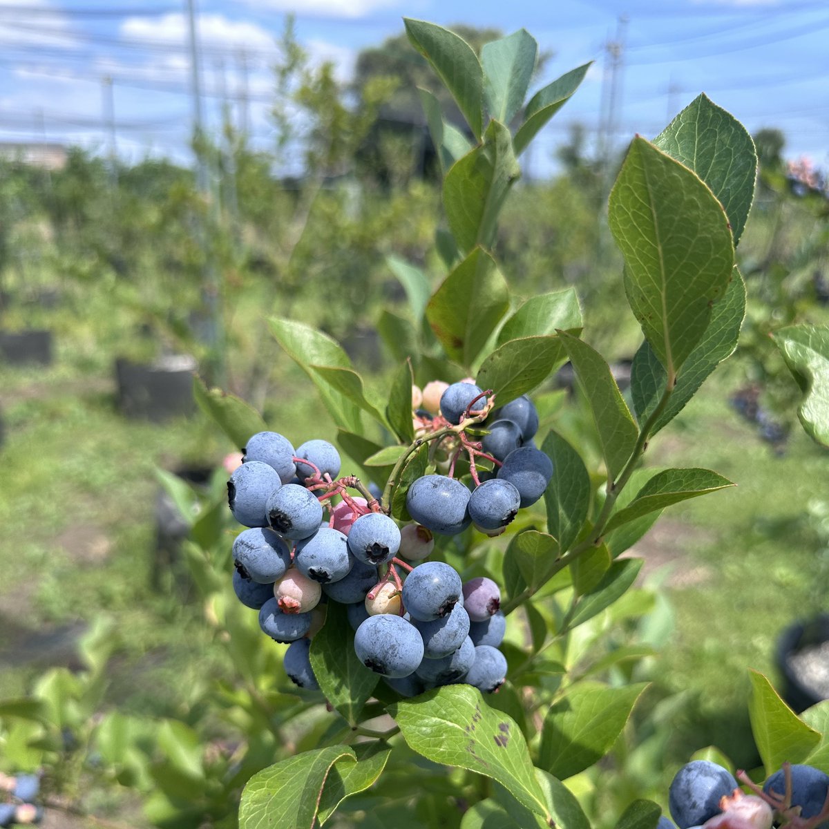 ayukkofruit's tweet photo. 8月9日(日) 10:00〜12:00 の1日限定で、ブルーベリー園を特別開園します！  

時間内は 食べ放題、さらに大パックのブルーベリー1パック をお土産としてお持ち帰りいただけます。今回は特別にすもものおまけ付き！ https://t.co/cK5kGRmx4S