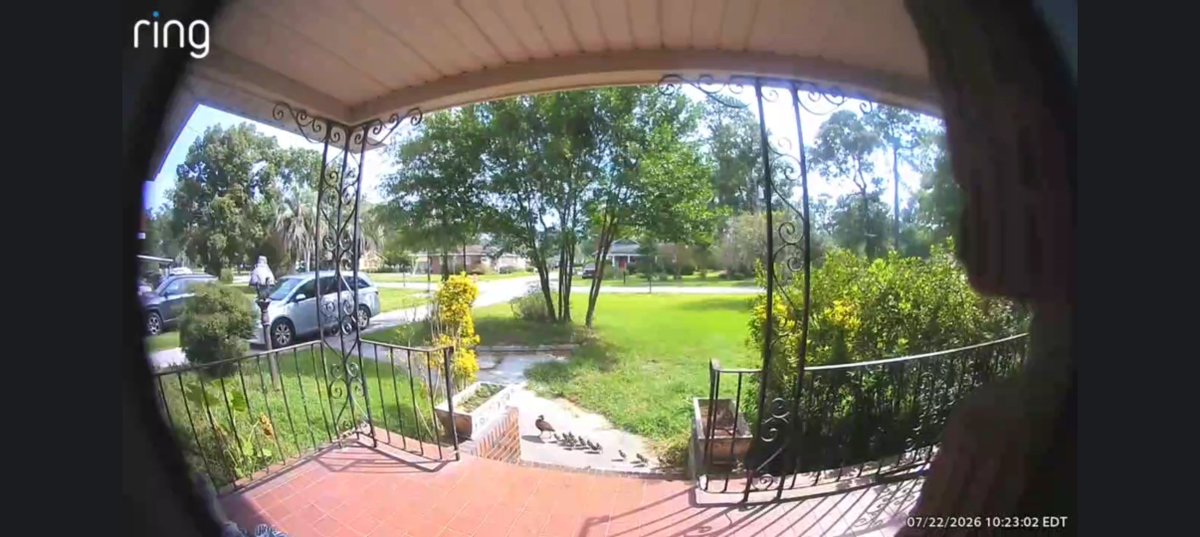 Strange_Drugs's tweet photo. @COAbrah_ Having animals come up on your porch is a classic old man joy. Here's a mother black bellied whistling duck and her ducklings walking past my porch https://t.co/4Pf7AkGhxs