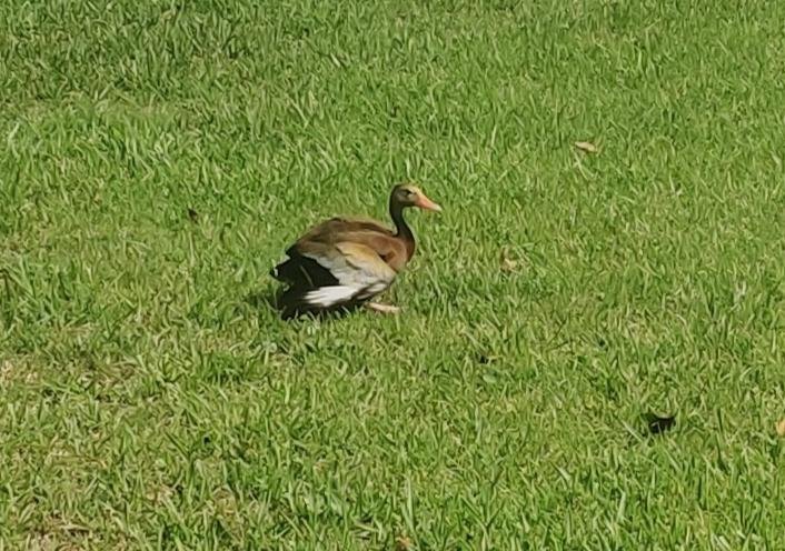 Strange_Drugs's tweet photo. @COAbrah_ Having animals come up on your porch is a classic old man joy. Here's a mother black bellied whistling duck and her ducklings walking past my porch https://t.co/4Pf7AkGhxs