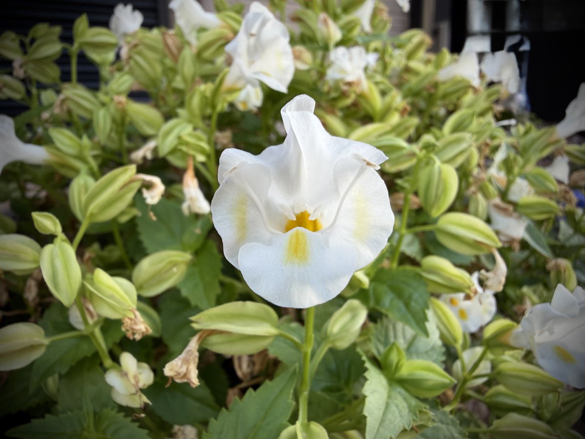 rtqnw's tweet photo. 夕景➕お花（0804am5:58）

0806 pm19:08

今日に感謝😌🙏🫶☮️〜💐✨

お花　トレニア

花言葉　「ひらめき」「幸福」「温和」「愛嬌」
「可憐 」 https://t.co/Oz2Uor84hY