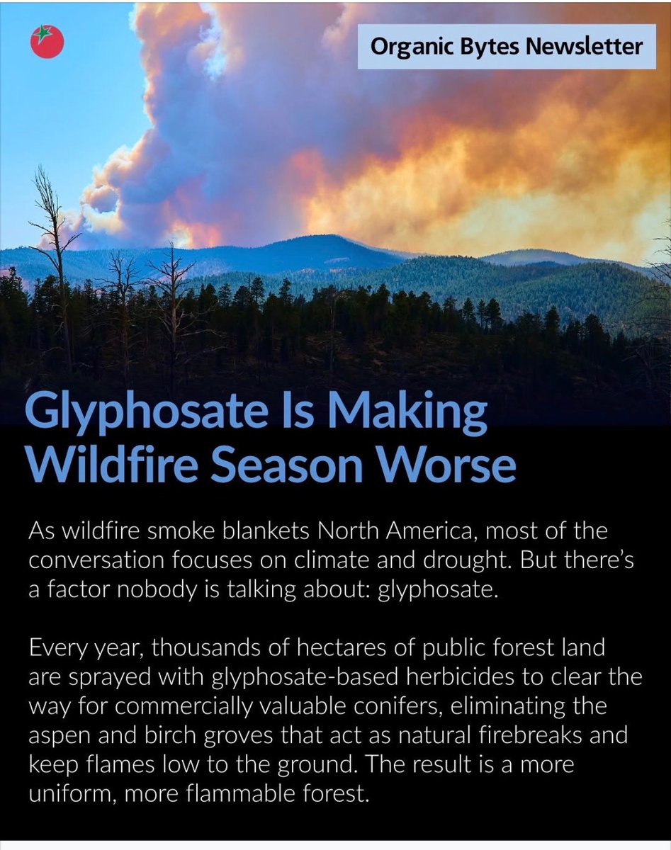 BabyD1111229's tweet photo. Well…shit. 

I Didn’t have glyphosate is making wild fire season worse?!?! 😳

BUT here we are…

Plant Hemp 

Most of our conversations about glyphosate focus on farms, food, and health. But across North America, thousands of hectares of public forest land are sprayed with glyphosate-based herbicides every year, often from the air, over land that communities depend on for clean water, wildlife, and in many cases, food and cultural practice.

Glyphosate is primarily used in forestry to kill broadleaf species like birch, poplar, and berry plants that compete with commercially valuable conifers, to control invasive plant species, and to clear pipeline and road corridors. This makes for more uniform and more flammable forests.

Glyphosate and Wildfire

Glyphosate in forestry systematically eliminates plants that act as a fire buffer while also leaving behind dead vegetation, creating more flammable material in the forest. The aspen and birch trees that are impacted by glyphosate spraying slow fire spread naturally. They keep flames low to the ground where firefighters can contain them. When conifer forests burn, they feed the conditions that make the next fire season worse because they release more than twice the carbon of deciduous forests.

Glyphosate Spraying in the United States

A year-long investigation by Mother Jones found that the US Forest Service and its timber industry partners have been spraying glyphosate across clear-cut and fire-damaged forests at record levels. California alone sprayed 266,000 pounds of glyphosate on forests in 2023, five times the amount sprayed 20 years ago, making forest spraying the fastest-growing market for glyphosate in the state. The article from Mother Jones also outlines another concerning issue – glyphosate is regularly sprayed in forests and public lands where many people forage for food. This happens in the United States and across Canada. Many people enjoying foraged berries and mushrooms are unknowingly consuming this probable carcinogen. 

Glyphosate Spraying in Canada

In Ontario, a grassroots campaign called Stop the Spray Ontario has been working on this issue for years. The group was started by a bush pilot and hunter named Joel Theriault. He became convinced something was wrong after harvesting a black bear that made his friends and family sick with symptoms that matched glyphosate overexposure. Last summer a planned aerial herbicide spray was halted thanks to a series of protests led by Indigenous communities and environmental advocates, including Stop the Spray Ontario.

Ontario banned cosmetic pesticide use in 2009 to protect families, children, pets, and communities from unnecessary chemical exposure. However, forestry was explicitly exempted. So, while glyphosate was banned from lawns and schoolyards, it is still being sprayed over the Crown forests, impacting land that rural families, Indigenous communities, and wildlife depend on for food, water, and cultural practices. 

🎩 Danielle Enblom
Organic Consumers Association