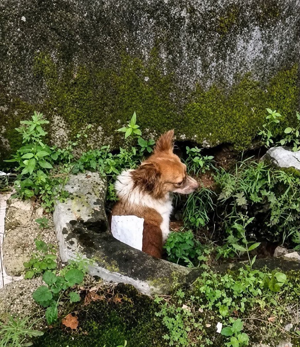 feilung_lau's tweet photo. NEVER FORGET!
#JusticeForWangWang
#stopanimalcruelty
#compassion
#animalrescue
#animals
#animalrights https://t.co/uBBo9lVOVt