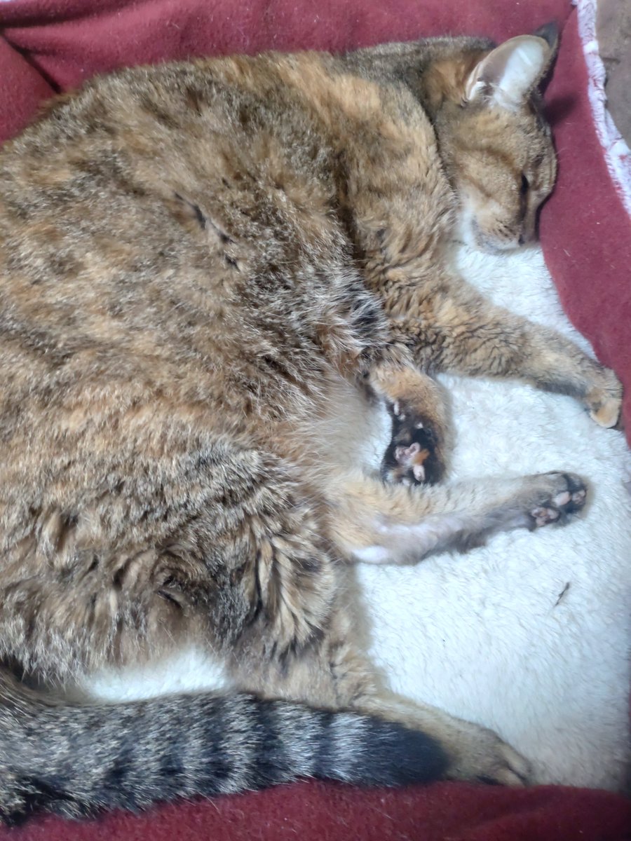 berutochika's tweet photo. 19歳の高齢猫介護
今日はどうしてもキャンセルできない仕事があり朝から外出。
パパが帰るまで何も起きないでくれ！と祈りながら急いで帰宅。
なんとかまだ生きていてくれています。
ベル ありがとう
#猫のいる暮らし https://t.co/8do0ijZDJp