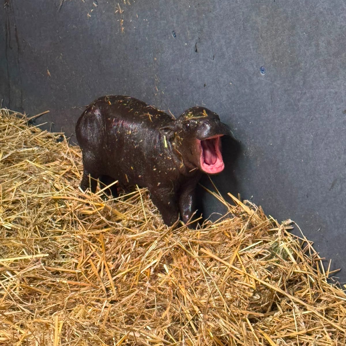 TheTorontoZoo's tweet photo. Hi. I'm new here 🍼🦛 

Please note the pygmy hippo calf is not currently viewable to guests or members as she enjoys important bonding time with mom, Kindia, behind the scenes in their Little Hippo Hollow. #TZTinyTank https://t.co/HE2aXFgPub
