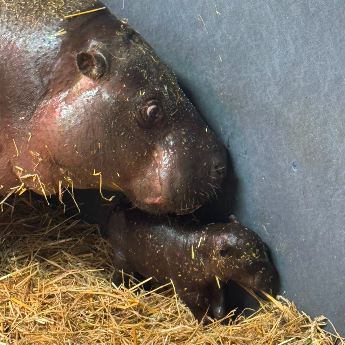 TheTorontoZoo's tweet photo. Hi. I'm new here 🍼🦛 

Please note the pygmy hippo calf is not currently viewable to guests or members as she enjoys important bonding time with mom, Kindia, behind the scenes in their Little Hippo Hollow. #TZTinyTank https://t.co/HE2aXFgPub