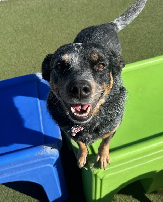 BoardingBeyond's tweet photo. Our pups are always on the move, having a great time! https://t.co/0xttw2Kcfv