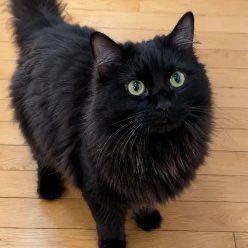 blugati's tweet photo. $STELLA is the real Uniswap Cat, IRL cat of @aulneau(Uniswap Staff Engineer). One of the first tokens ever on https://t.co/zEIqRNC1kb, launched 1 hour before $FRONG. Locked liq, Uniswap Labs mechanics, Robinhood Chain. 

CA: 0x1205104faa5c91c8efb8ae42d414f80db51f65e7 

While everyone is late to https://t.co/zEIqRNC1kb, $STELLA was already live at genesis. Authentic Uniswap lore + permanent locked liquidity. This is the OG. Do not fade the OG

DYOR, high risk as with any early meme, but the story and timing are clean.