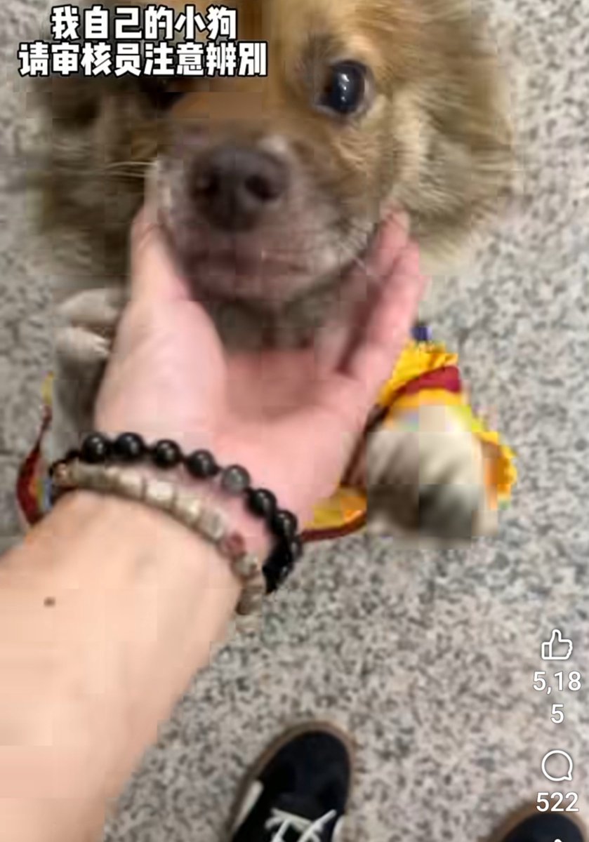 ESpeciesism's tweet photo. 新たに保護されたらしい
忘忘が可愛がられてる映像が、
旺旺の時の映像と似てるなと気になって良くチェックしたら、ブレスレットの種類やつけ方まで似てて寒気止まらなかった件😨
中国人の中でこのブレスレットのつけ方流行ってるの？
それとも何か意図的にじゃないかと勘ぐってしまうわ💦 https://t.co/JkCFabLWW0
