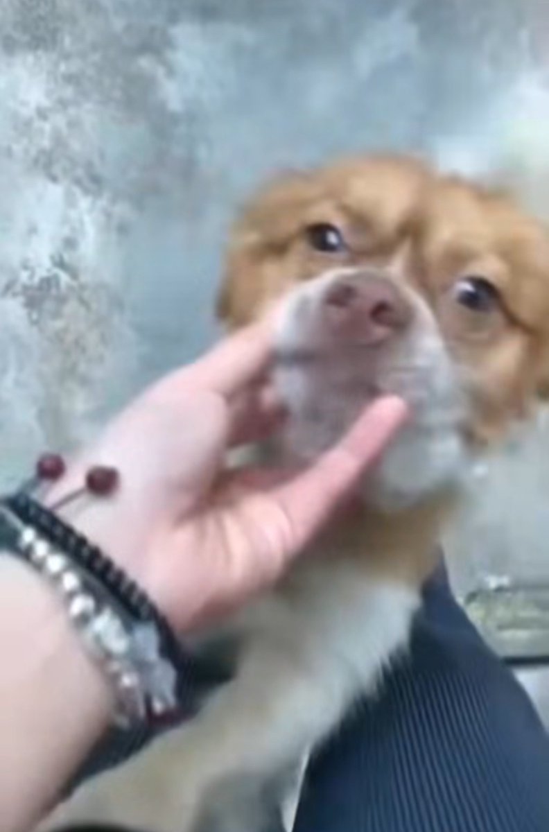 ESpeciesism's tweet photo. 新たに保護されたらしい
忘忘が可愛がられてる映像が、
旺旺の時の映像と似てるなと気になって良くチェックしたら、ブレスレットの種類やつけ方まで似てて寒気止まらなかった件😨
中国人の中でこのブレスレットのつけ方流行ってるの？
それとも何か意図的にじゃないかと勘ぐってしまうわ💦 https://t.co/JkCFabLWW0