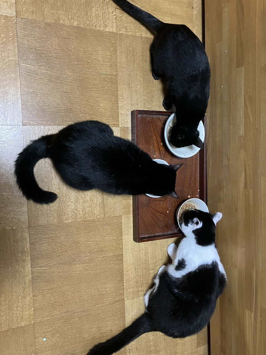 Haltoh321's tweet photo. 拡散してくれた方どうもありがとう🐈‍⬛🐈 https://t.co/GDlHtmWzDP