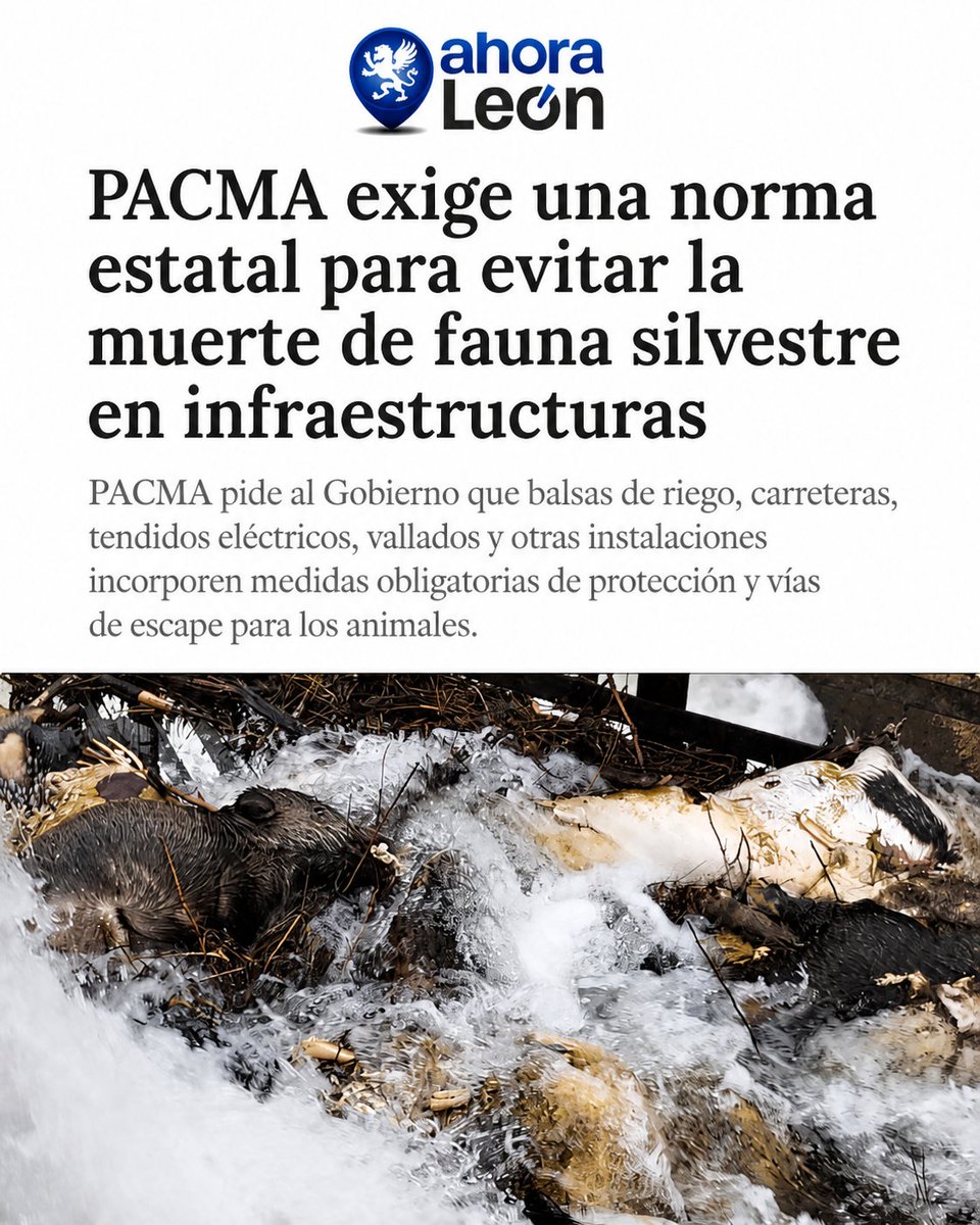 PartidoPACMA's tweet photo. ❌¡No permitamos que los animales mueran a causa de nuestras infraestructuras!

👉Desde PACMA hemos presentado al Gobierno una propuesta de norma estatal que evite la muerte de la fauna silvestre frente al impacto infraestructuras humanas: carreteras, balsas y canales de riego, pozos, aljibes, piscinas, mamparas, cristaleras, aerogeneradores, tendidos eléctricos, catenarias ferroviarias, vallados…

💚Debemos ser respetuosos y proteger a la fauna silvestre de las problemáticas de estas infraestructuras. Deberían ser exigibles unas medidas de protección necesarias en todas ellas.

#AnimalesSilvestres #FaunaSilvestre #Accidentes #ÚneteALaRevoluciónVerde #ÚneteAPACMA