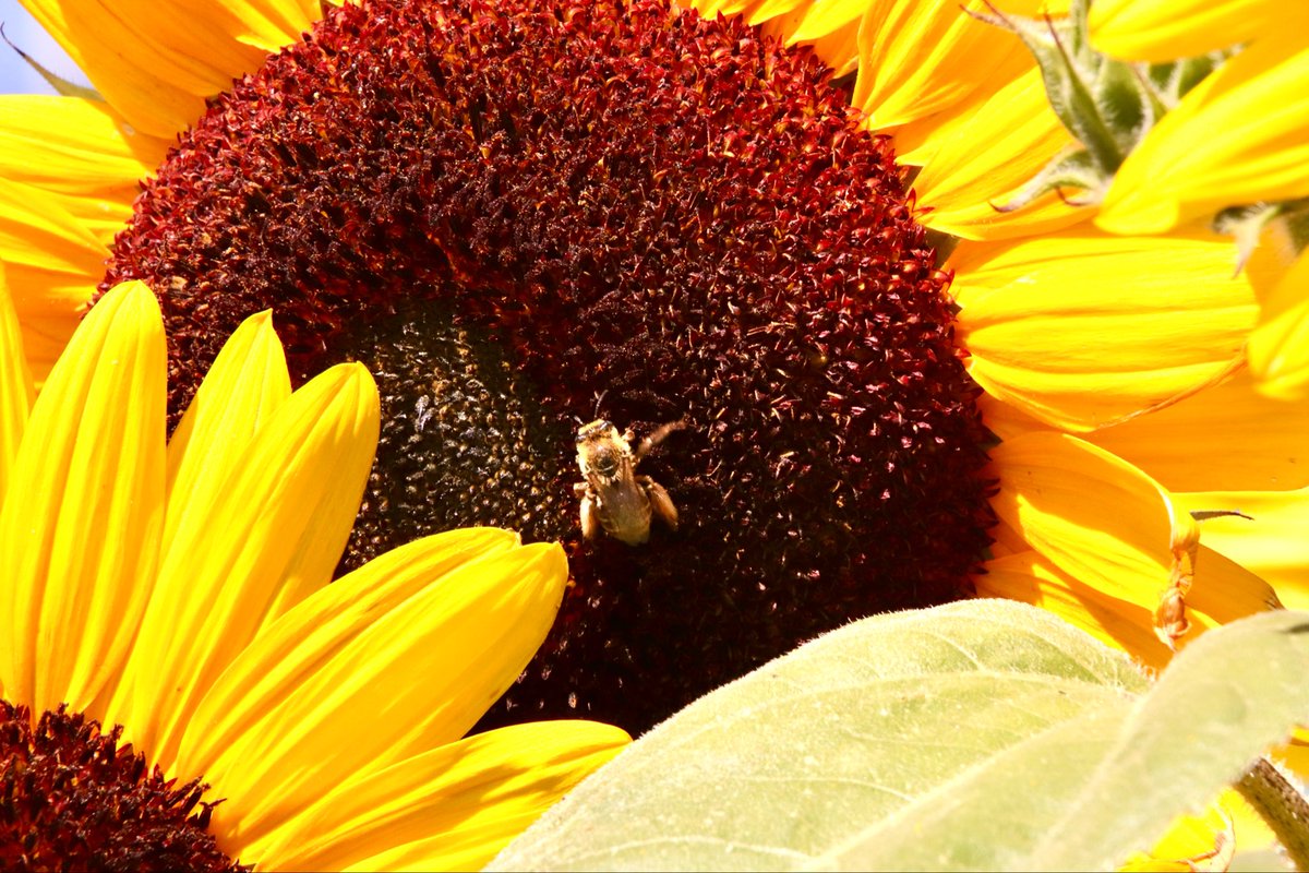 JeffTaylorPics's tweet photo. What a lovely colour
Sunflowers blooming &amp; #pollinating Centennial Park Etobicoke 
@weathernetwork @MurphTWN @YourMorning @CP24 @breakfasttv @ETGuardian #toronto @TorontoParks @centennial_park https://t.co/IMwqG94qaE
