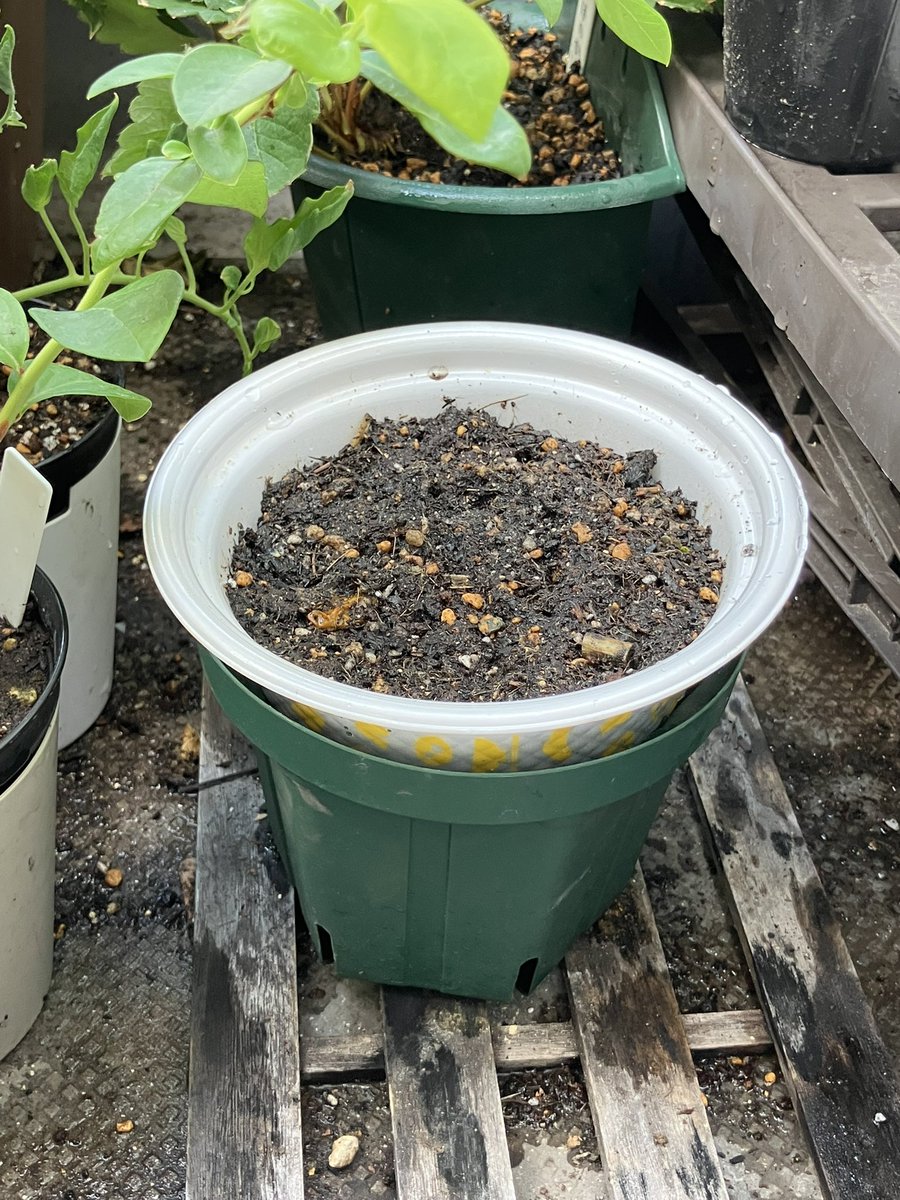 minobera's tweet photo. 夏の収穫があらかた終わったので、冬に向けてミニ白菜とレタスを栽培してみようと思います！🌱
手始めに白菜を某牛丼屋さんのカップで苗まで育ててみようと思います(*`･ω･´)

#ベランダ菜園 #家庭菜園初心者 #プランター栽培 #ベランダガーデニング #みのりのベランダ #ミニ白菜  #冬野菜 https://t.co/dGTfdTHvGj