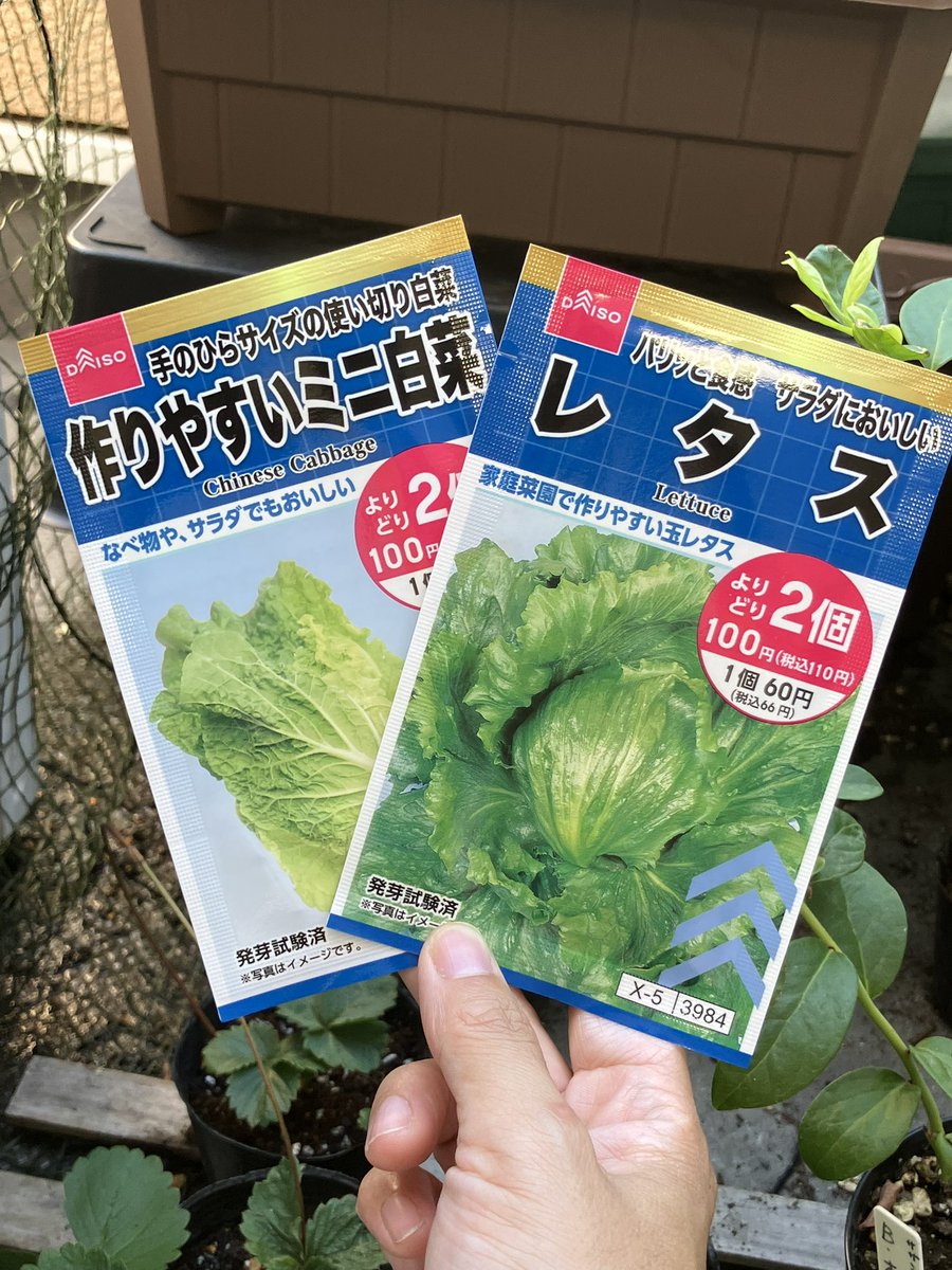 minobera's tweet photo. 夏の収穫があらかた終わったので、冬に向けてミニ白菜とレタスを栽培してみようと思います！🌱
手始めに白菜を某牛丼屋さんのカップで苗まで育ててみようと思います(*`･ω･´)

#ベランダ菜園 #家庭菜園初心者 #プランター栽培 #ベランダガーデニング #みのりのベランダ #ミニ白菜  #冬野菜 https://t.co/dGTfdTHvGj
