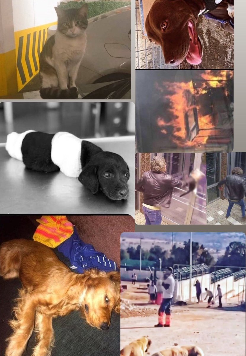 Garavolli1903's tweet photo. Ülkenin dört bir yanında hayvan KATLİAMI yapılıyor..

Kendi çıkardıkları yasaya bile saygıları yok...

Unutmayın susmak kabullenmektir...

#KatliamYasasınıTanımıyoruz https://t.co/8HQGG0gqwX