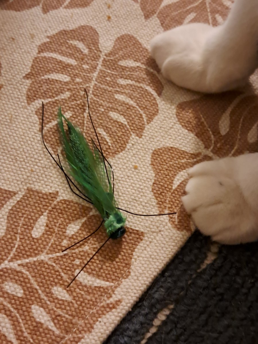 sabi369's tweet photo. 自分で買っておいてアレなんですが、このオモチャを加えてベッドに来るの止めてもらっていいですか？
毎回心臓止まりそうになるw https://t.co/NVglpJ7TGs
