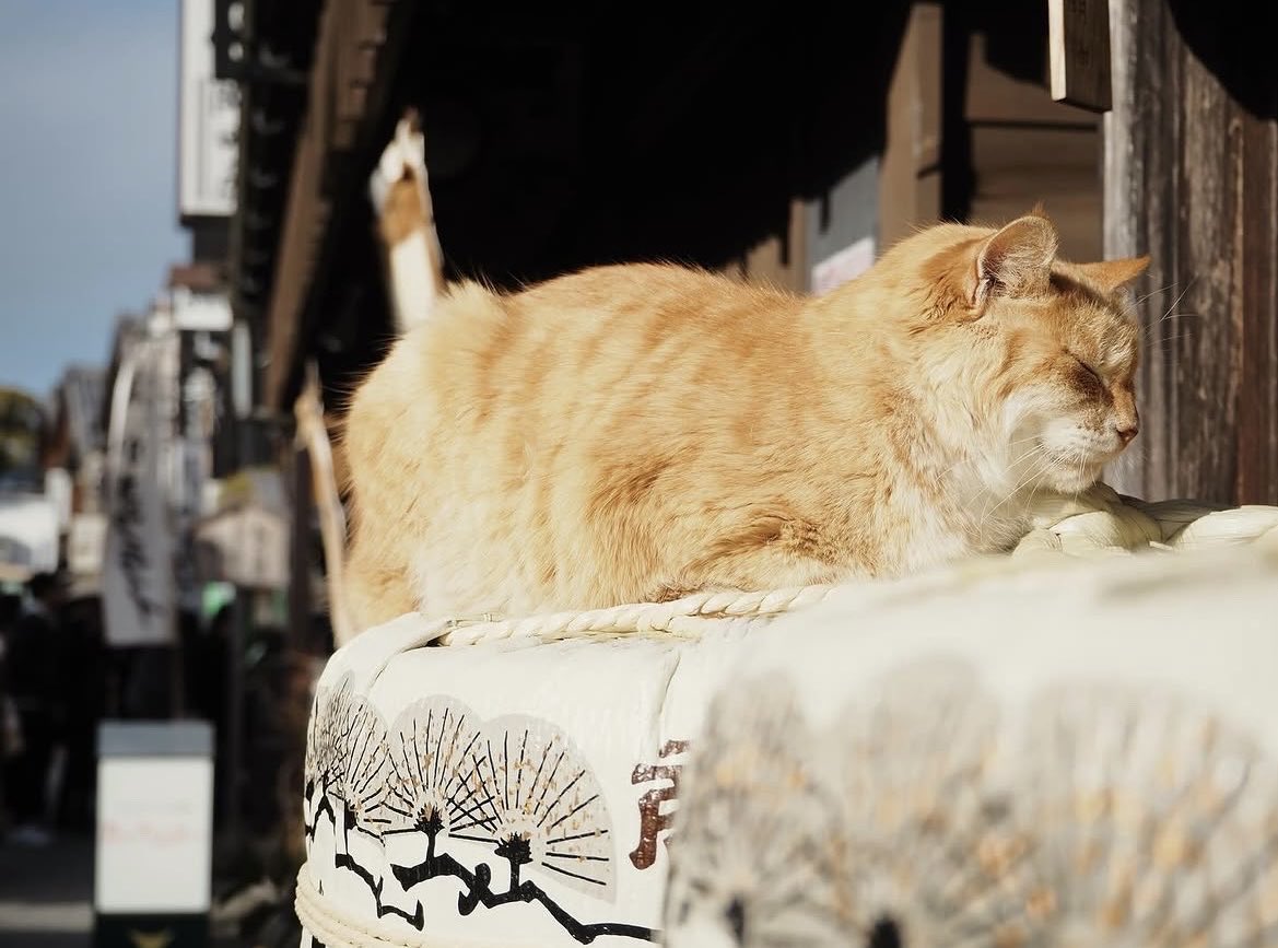 sasamin_camera's tweet photo. #猫 
#おはらい横�� https://t.co/nogQRUJd69