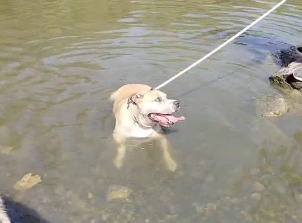 DragonaBelle's tweet photo. ⚠️⚠️ AYUDA PARA THOR⚠️⚠️ 
Rt para llegar a su familia ideal, se ponen todas las facilidades posibles

Thor es un perrito pitbull (40kg) calificado como PPP, tiene 10 años, no está castrado y es totalmente sociable con humanos y perros de todo tipo.
Ubicado en Terrassa Barcelona
+ https://t.co/RH6Jyt8UjO