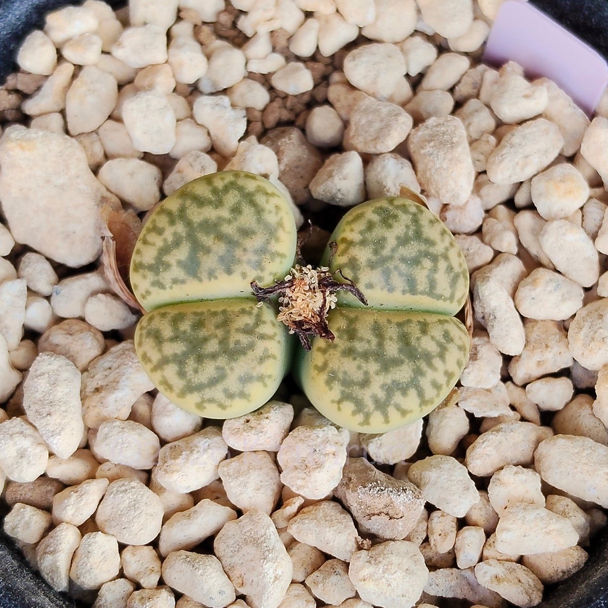 pngnrunrun's tweet photo. 種鞘のこと忘れてた
小さいけど入ってるのかな
#Lithops C362 Sulphurea 黄鳴弦玉 https://t.co/vSrMFa6M77